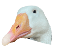 608891964