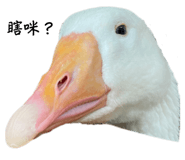 608891966