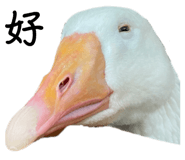 608891968