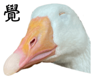 608891971