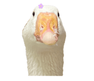 609126769