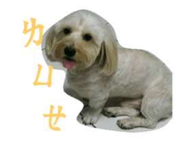 60942450
