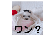 609860259