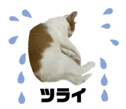 611460444