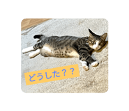 612373296
