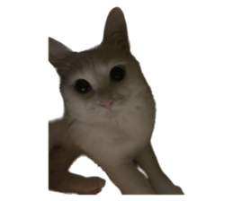 612431555