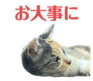 612651365