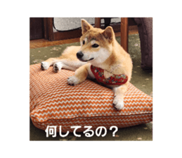 612688377