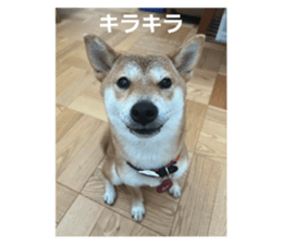 612688386