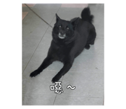 614979788