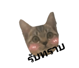 616600379