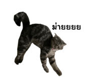 616912411