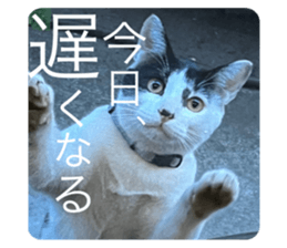 617365523