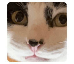 617365541