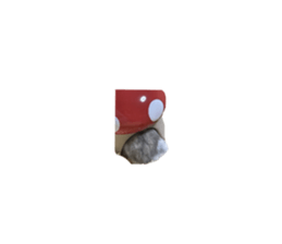 617394568