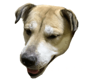 618323311