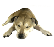 618323325