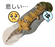 619063961
