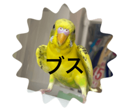 619434036