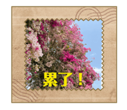 619855603