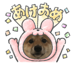 619884818