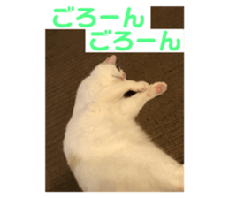 620368774