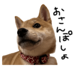 620766525