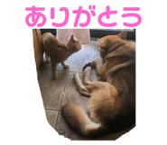 620782304