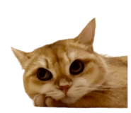 620827598