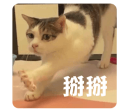 620856135