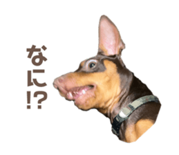 620870441