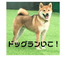 620972251