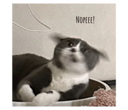 621002651