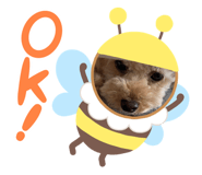 621185075