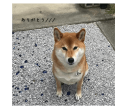 621332994