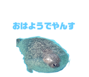 621576276