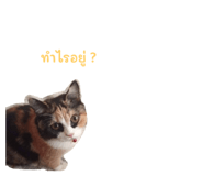 621997191