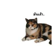 621997195