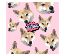 622082073