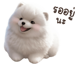 622229276