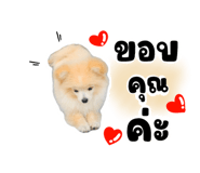 622312438