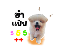 622312455