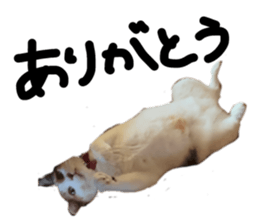 622334560