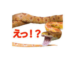 622407235