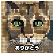 622415955
