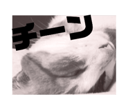 62254952