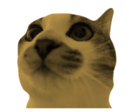 622668515