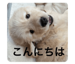 623233313