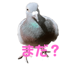 623349537