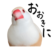 623504336